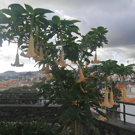 Casa Vanday 丰沙尔 外观 照片